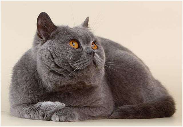 Шотландские кошки. Шотландские кошки.