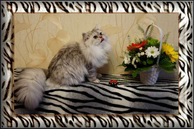 Британские ПОДРОЩЕННЫЕ котята Британские ПОДРОЩЕННЫЕ котята