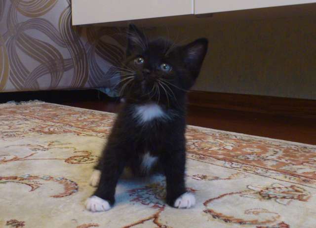 Веселые котята в белых носочках Веселые котята в белых носочках