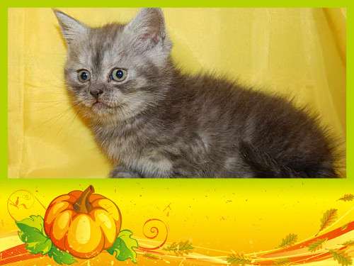 Шотландские котята. Шотландские котята.
