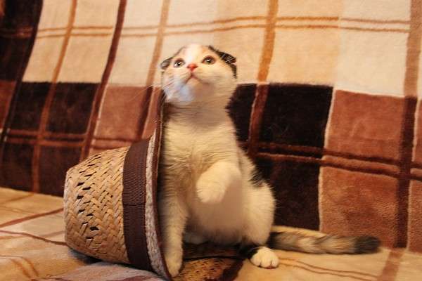 шотландские вислоухие котята,кошечка шотландские вислоухие котята,кошечка
