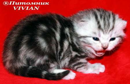 Британские мраморные котята из питомника VIVIAN. Британские мраморные котята из питомника VIVIAN.