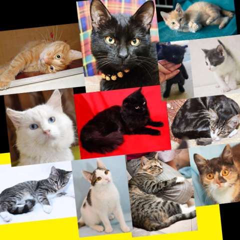 Кот и кошка, много кошек ищут домик! в дар Кот и кошка, много кошек ищут домик! в дар