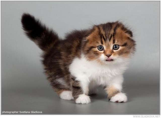 Шотландские котята Шотландские котята