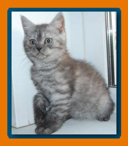 Шотландские котята. Шотландские котята.