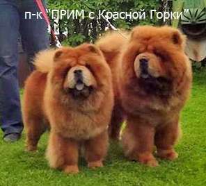 Чау-Чау смуфы