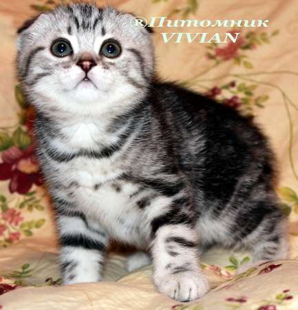 Шотландские вислоухие котята из питомника VIVIAN. Шотландские вислоухие котята из питомника VIVIAN.