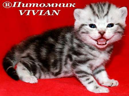 Британские мраморные котята из питомника VIVIAN. Британские мраморные котята из питомника VIVIAN.