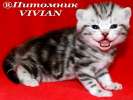 Британские мраморные котята  из питомника VIVIAN.