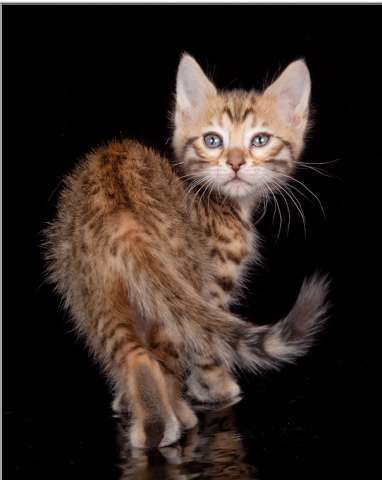 Бенгальская кошка-котёнок - дикая, нежная Бенгальская кошка-котёнок - дикая, нежная