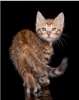 Бенгальская кошка-котёнок - дикая, нежная