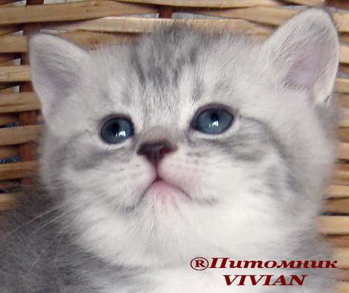 Британские котята вискас из питомника VIVIAN. Британские котята вискас из питомника VIVIAN.