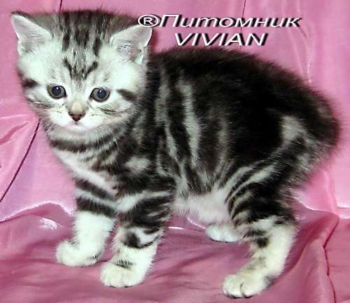 Британские мраморные котята из питомника VIVIAN. Британские мраморные котята из питомника VIVIAN.