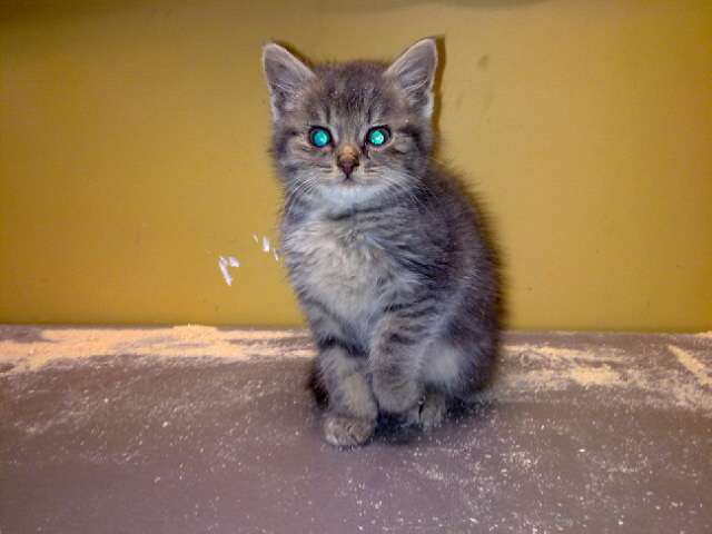 Котенок ищет своего хозяина Котенок ищет своего хозяина