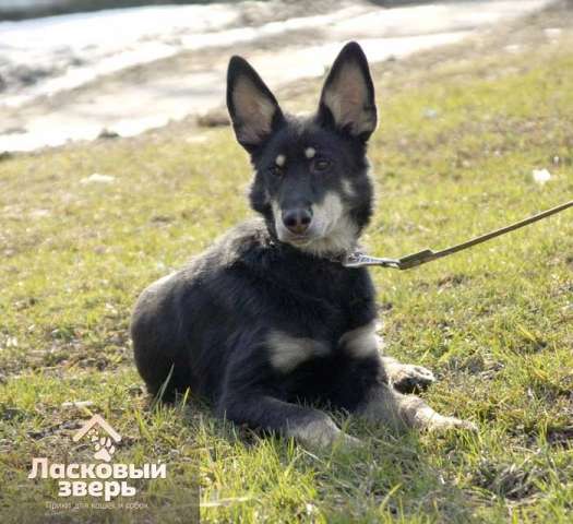 Молодая активная собачка Жужа. Москва. Молодая активная собачка Жужа. Москва.