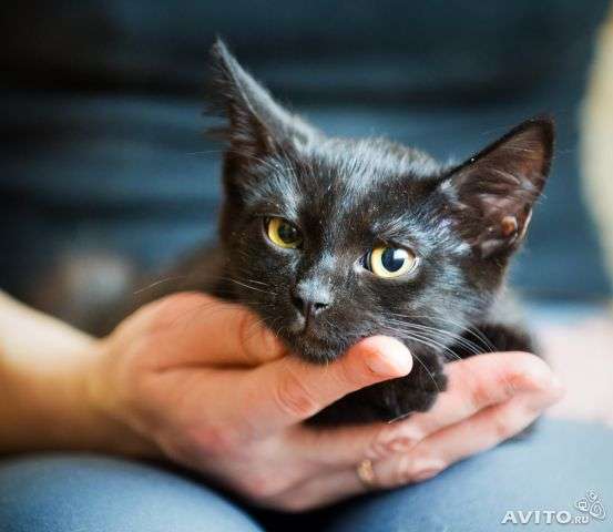 Очаровательный черный котенок в дар в добрые руки Очаровательный черный котенок в дар в добрые руки