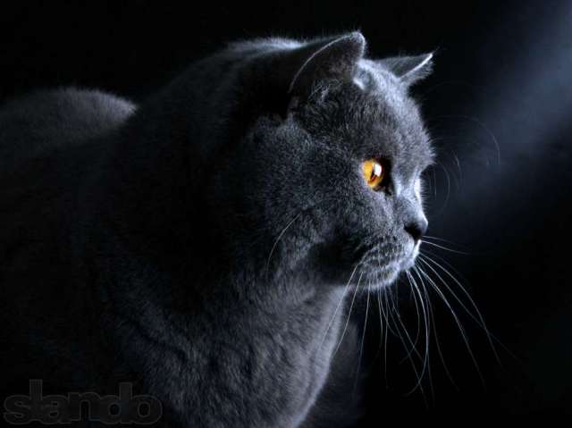 Вязка кот британский Вязка кот британский