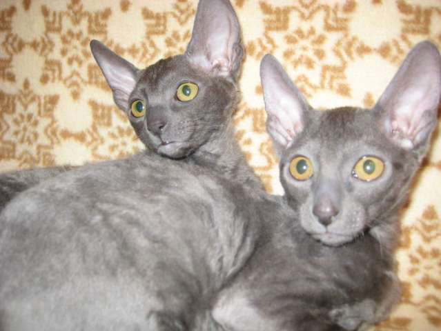 продаются котята корниш рекс продаются котята корниш рекс