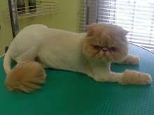 Недорогая стрижка кошек Недорогая стрижка кошек