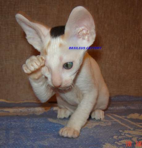 Корниш-рекс-замечательные котята. Корниш-рекс-замечательные котята.
