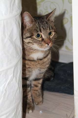 Кот Кузьма в дар! Кот Кузьма в дар!