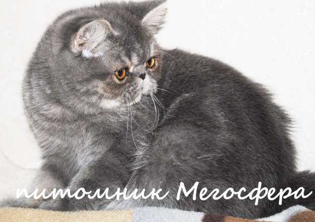 Экзотическая плюшечка Экзотическая плюшечка