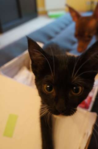 Котенок Ночка ищет хозяина Котенок Ночка ищет хозяина