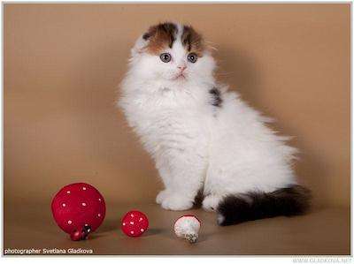 Шотландские котята Шотландские котята