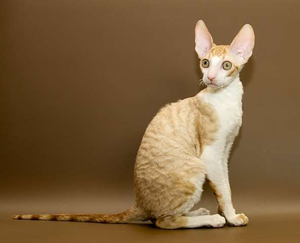 Корниш-рекс котята - эксклюзивное предложение от питомника. Корниш-рекс котята - эксклюзивное предложение от питомника.