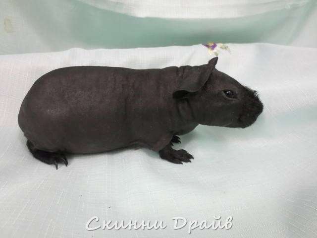 Свинки скинни Свинки скинни
