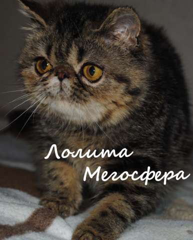 Экзотическая плюшечка Экзотическая плюшечка