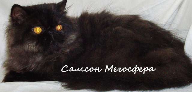 Персидский котик Персидский котик