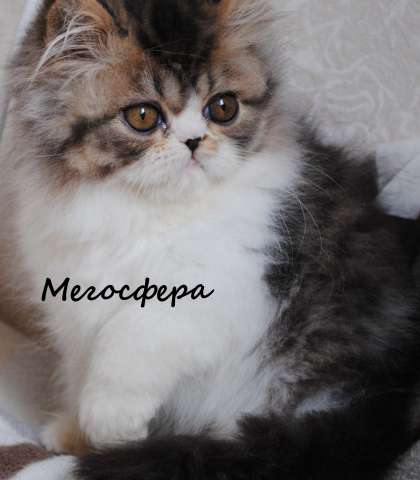 Арнольд - персидский котик Арнольд - персидский котик