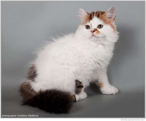 Шотландские котята Шотландские котята