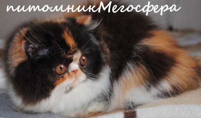 Персидские котята Персидские котята