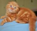 Видео. Крупный красивый вислоухий красный мраморный котик