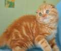 Видео. Крупный красивый вислоухий красный мраморный котик