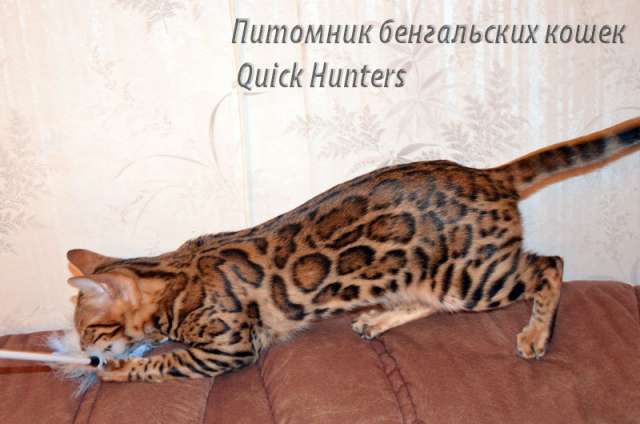 Бенгальские котята Бенгальские котята