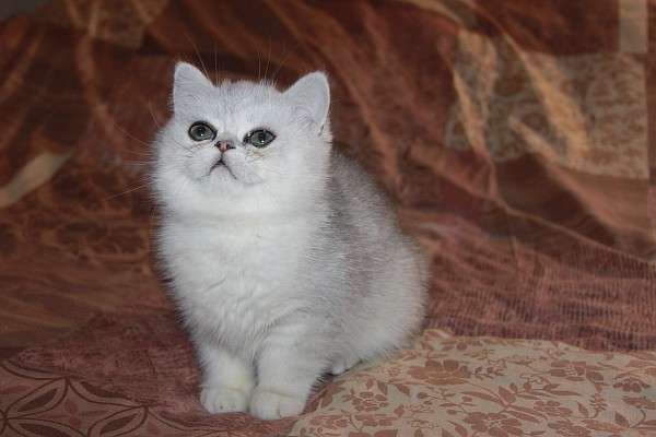 шиншилла котенок зеленоглазый шиншилла котенок зеленоглазый