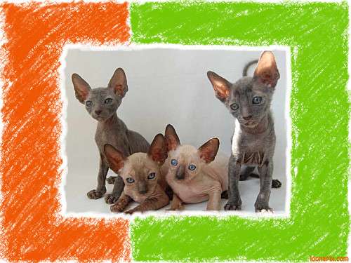 Корниш рекс - кудрявые котята. Корниш рекс - кудрявые котята.