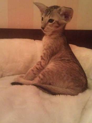 ОРИЕНТАЛЬНЫЕ КОТЯТА ОРИЕНТАЛЬНЫЕ КОТЯТА