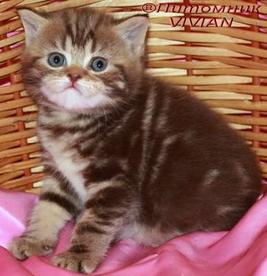 Британские мраморные котята из питомника VIVIAN. Британские мраморные котята из питомника VIVIAN.