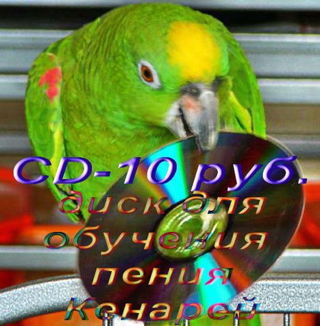 Канарейки и кенари певчие, цветные, хохлатые, любые. Канарейки и кенари певчие, цветные, хохлатые, любые.