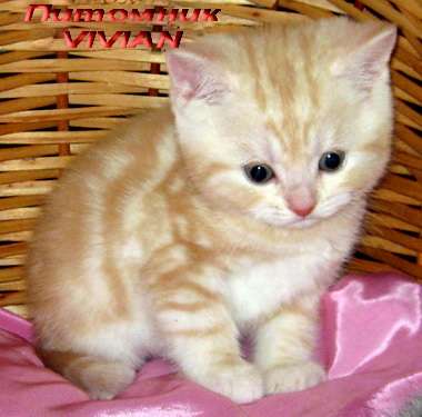 Британские котята красный мрамор из питомника vivian. Британские котята красный мрамор из питомника vivian.