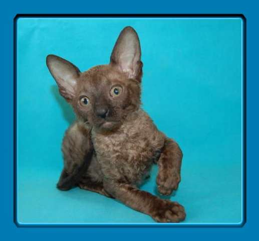 Корниш рекс - кудрявые котята. Корниш рекс - кудрявые котята.