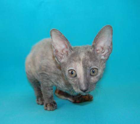 Корниш рекс - кудрявые котята. Корниш рекс - кудрявые котята.