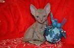Элитные котята корниш рекса Элитные котята корниш рекса