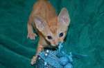Роскошные котята корниш рекса Роскошные котята корниш рекса