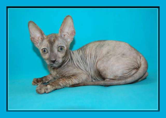 Корниш рекс - кудрявые котята. Корниш рекс - кудрявые котята.