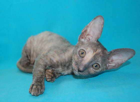 Корниш рекс - кудрявые котята. Корниш рекс - кудрявые котята.
